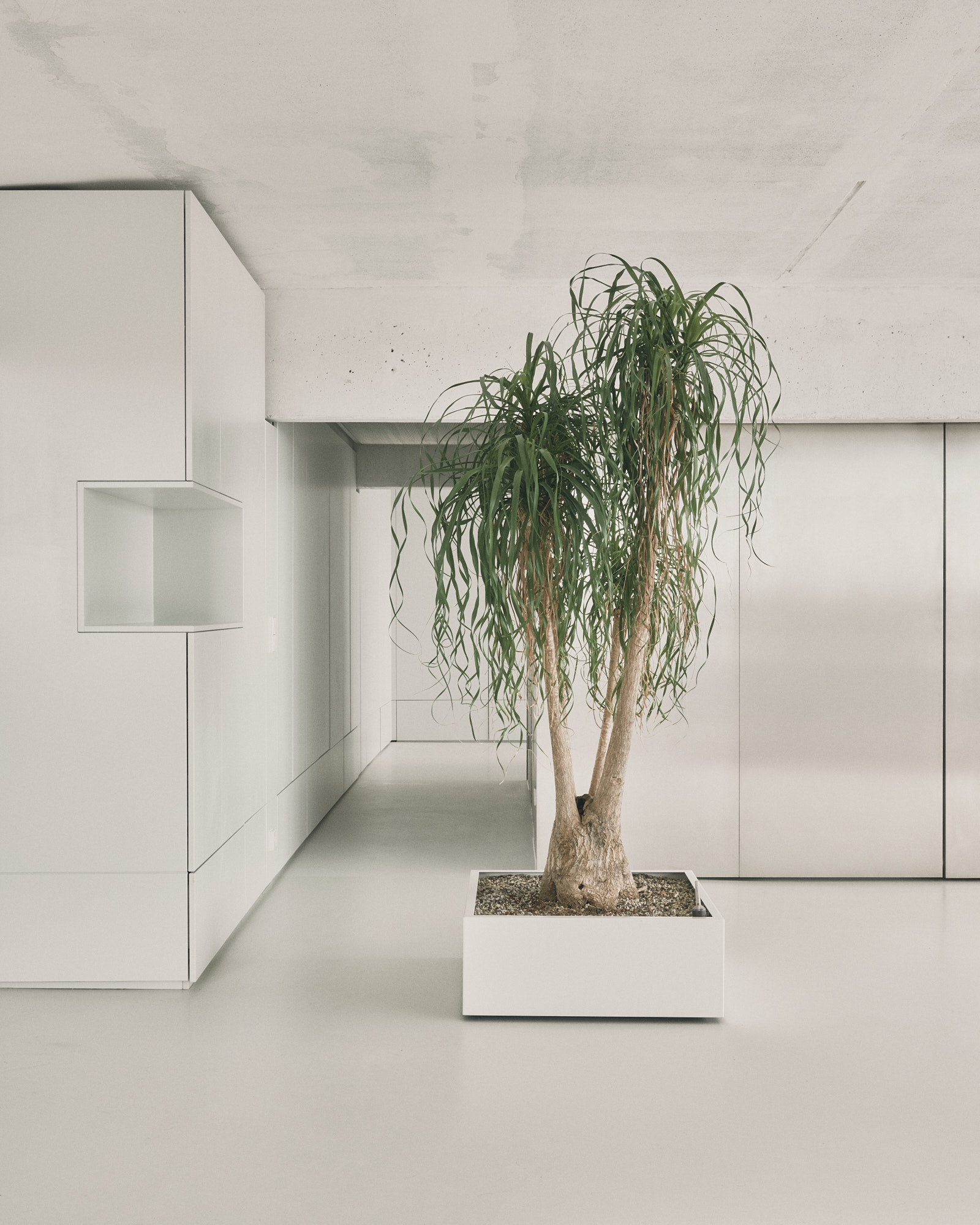 L48 corridor with tall indoor tree, white joinery, exposed concrete soffit